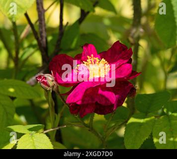Rosa "Alain Blanchard" Foto Stock