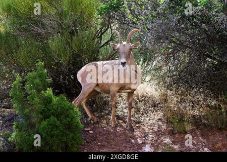 Pecora di pecore delle Montagne Rocciose selvatiche del deserto in un ambiente naturale al Colorado National Monument Foto Stock