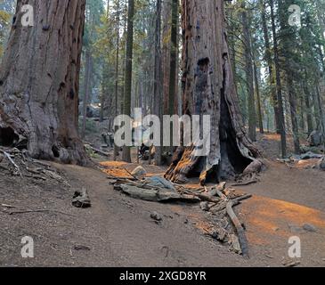 Un tronco di un albero di sequoia gigante che è stato bruciato e bruciato da un incendio, nella foresta del Sequoia National Park, California, Stati Uniti Foto Stock