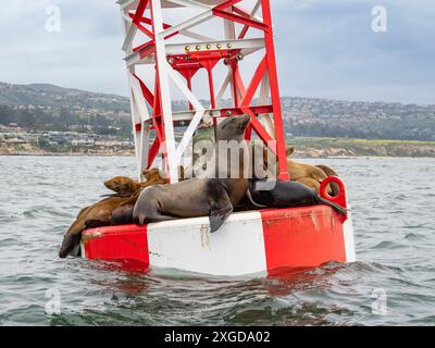 Leoni marini della California (Zalophus californianus), raggruppati su un canale al largo di Newport Beach, California, Stati Uniti d'America, North Ame Foto Stock