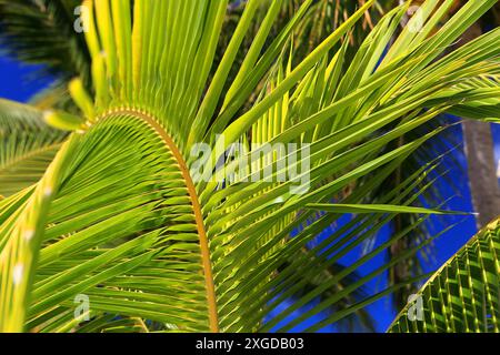 Dettaglio palme, Rarotonga, Isole Cook, Pacifico meridionale, Pacifico Foto Stock