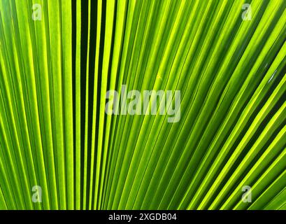 Dettaglio palme, Rarotonga, Isole Cook, Pacifico meridionale, Pacifico Foto Stock