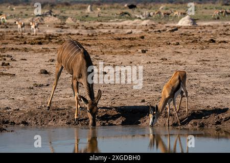 Una femmina di kudu maggiore (Tragelaphus strepsiceros) e di springbok (Antidorcas marsupialis) beve in un pozzo d'acqua, Nxai Pan National Park, Botswana, AFR Foto Stock