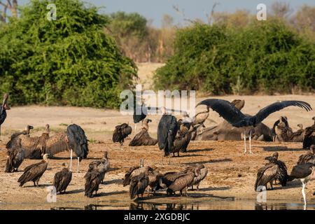 Avvoltoi bianchi (Gyps africanus) e cicogna di Marabou (Leptoptilos crumeniferus) in una pozza d'acqua, Savuti, Parco Nazionale del Chobe, Botswana, Africa Foto Stock