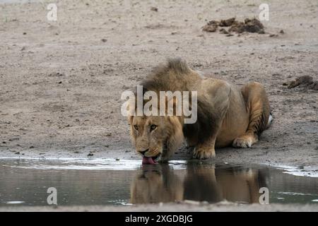 Leone (Panthera leo) che beve in una pozza d'acqua, Savuti, Chobe National Park, Botswana, Africa Foto Stock