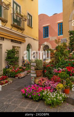 Vista di una mostra di fiori all'esterno dei fioristi in Street, Capri Town, Isola di Capri, Campania, Italia, Mediterraneo, Europa Foto Stock