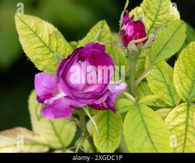 Rosa Reine des Violettes Foto Stock