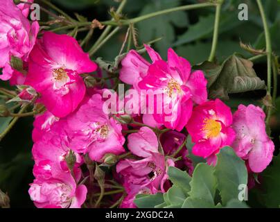 Rosa Robin Hood Foto Stock