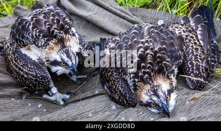 8 luglio 2024, Meclemburgo-Pomerania occidentale, Wittendörp: Due ospreys di circa sei settimane (Pandion haliaetus) si trovano su una tela cerata a terra prima di essere inanellati. Gli esperti di uccelli stanno suonando i giovani uccelli, nati poche settimane fa, con il sostegno del fornitore di energia WEMAG. Ci sono 270 coppie riproduttive di falchi pescatori nel Meclemburgo-Pomerania occidentale, che raccolgono circa 400 giovani ogni anno. Foto: Jens Büttner/dpa Foto Stock