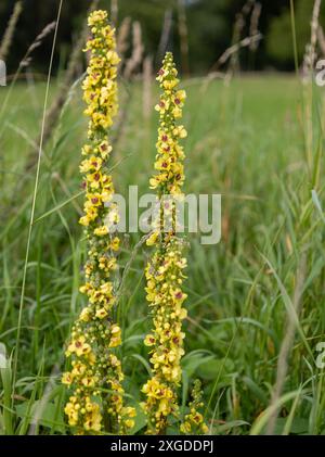 Il Verbascum vulgare, comunemente noto come mulleina comune, è una specie di pianta in fiore della famiglia delle mulleine. Foto Stock