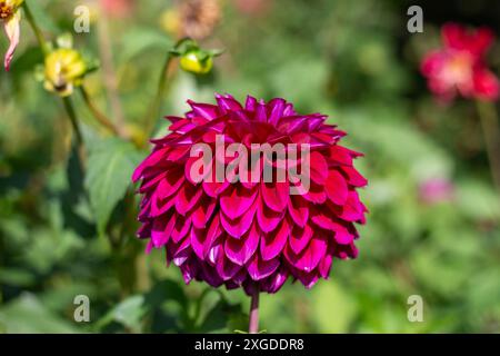 Un grande fiore rosso con un centro viola Foto Stock