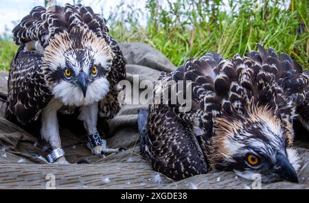 8 luglio 2024, Meclemburgo-Pomerania occidentale, Wittendörp: Due ospreys di circa sei settimane (Pandion haliaetus) si trovano su una tela cerata a terra prima di essere inanellati. Gli esperti di uccelli stanno suonando i giovani uccelli, nati poche settimane fa, con il sostegno del fornitore di energia WEMAG. Ci sono 270 coppie riproduttive di falchi pescatori nel Meclemburgo-Pomerania occidentale, che raccolgono circa 400 giovani ogni anno. Foto: Jens Büttner/dpa Foto Stock