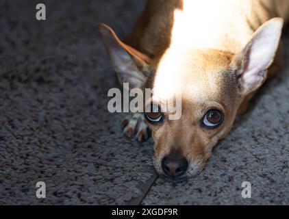Adorabile Chihuahua Dog con grandi occhi marroni che guardano direttamente la telecamera Foto Stock