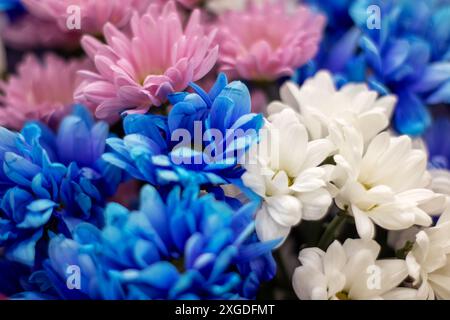 Un bellissimo assortimento di fiori blu e rosa con sorprendenti centri bianchi, che mostrano un'incredibile esposizione di colori in natura Foto Stock
