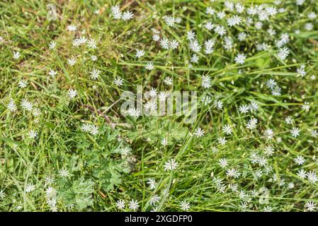 Clump of Lesser Stitchwort (Stellaria graminea) a Richmond Park, Surrey Foto Stock