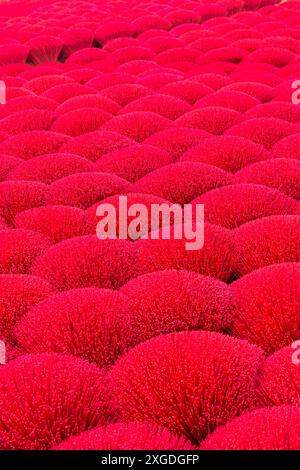 Incenso rosso vivace disposto a terra per asciugare al sole a Quang Phu Cau, Ung Hoa, Vietnam del Nord, Asia a giugno - bastoncini di incenso rossi Foto Stock