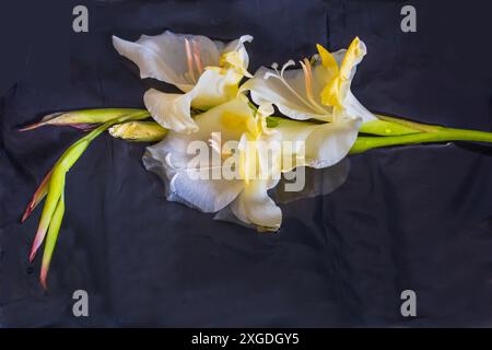 Un delizioso gladioli giallo bagnato si staglia su uno sfondo riflettente deliberatamente chiazzato Foto Stock