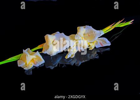 Un unico bellissimo gladioli giallo bagnato stendendo sul nero con un meraviglioso riflesso Foto Stock