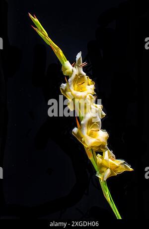 Uno straordinario gladioli giallo si erge su uno sfondo nero Foto Stock