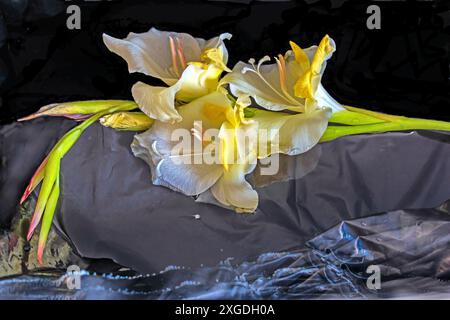 Un unico e suggestivo stelo giallo di gladioli adagiato su uno sfondo suggestivo e insolito Foto Stock