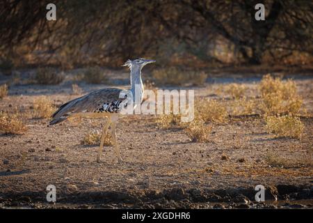 Riesentrappe Ardeotis kori im Etosha Nationalpark Etosha Namibia *** Gigante Ardeotis kori nel Parco Nazionale di Etosha Parco Nazionale di Etosha Parco Nazionale di Etosha Namibia Copyright: XBSxPressefoto/B. Hoffmannx Foto Stock