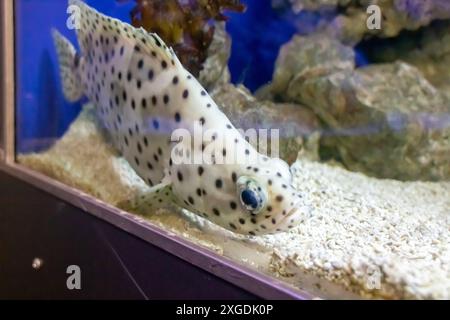 Un pesce azzurro elettrico con macchie nere nuota graziosamente in un vivace acquario sottomarino pieno di liquido, che mostra la bellezza della bio marina Foto Stock