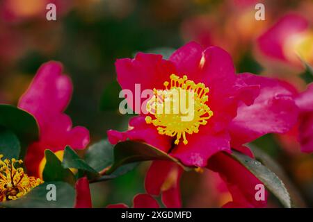 Tè all'albero o arbusto sempreverde Camellia sasanqua con boccioli rosa brillante, pistole e stami primo piano. Foto macro fiorite. Carta da parati floreale. Foto Stock