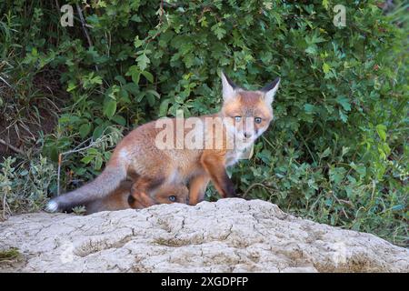 Curioso cucciolo di volpe rossa vicino alla tana (Vulpes vulpes) Foto Stock