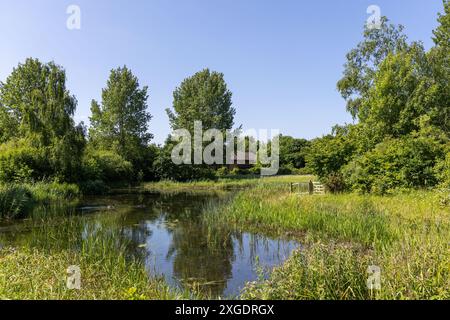 Vista delle paludi di Londra, giorno d'estate, con vista sullo stagno e sugli alberi lussureggianti Foto Stock