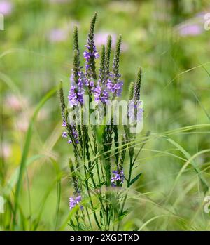 Hoary Vervain (Verbena stricta) Foto Stock