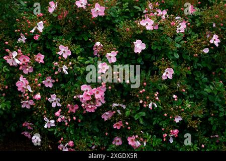 Primo piano dei fiori rosa bianchi e dello stame giallo del compatto arbusto di rose floribunda da giardino rosa dolce foschia. Foto Stock