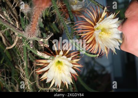 Lipsia, Germania. 8 luglio 2024. Un visitatore dei giardini botanici dell'Università di Lipsia sente un fiore della "Regina della notte". La pianta caraibica fiorisce solo per una notte, che gli ha dato il suo nome. La struttura è aperta fino a tarda sera per lo spettacolo e offre visite guidate. Crediti: Sebastian Willnow/dpa/Alamy Live News Foto Stock