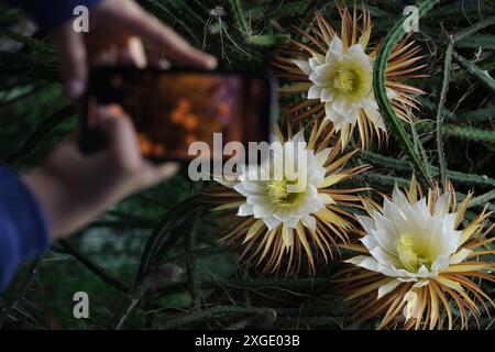 Lipsia, Germania. 8 luglio 2024. Un visitatore dei giardini botanici dell'Università di Lipsia fotografa i fiori della "Regina della notte". La pianta caraibica fiorisce solo per una notte, che gli ha dato il suo nome. La struttura è aperta fino a tarda sera per lo spettacolo e offre visite guidate. Crediti: Sebastian Willnow/dpa/Alamy Live News Foto Stock