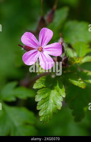 Macro shot di un fiore di Herb Robert (geranium robertianum) in fiore Foto Stock