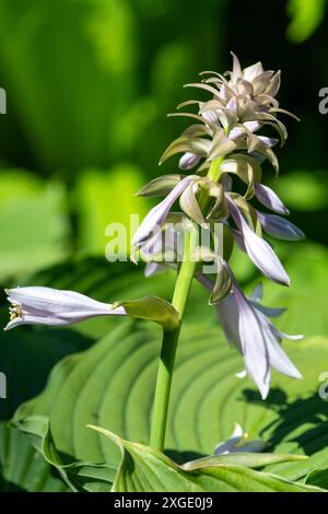 Primo piano di una hosta (Frances Williams) giglio in fiore Foto Stock