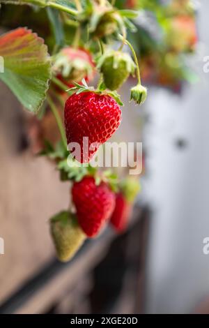 Un mucchio di fragole rosse appese a una pianta. Concetto di freschezza e abbondanza, poiché le fragole sono mature e pronte per essere raccolte Foto Stock