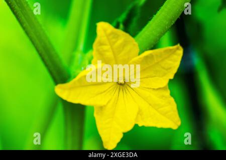 Vista macro del fiore di cetriolo giallo che fiorisce nel letto da giardino della serra. Foto Stock