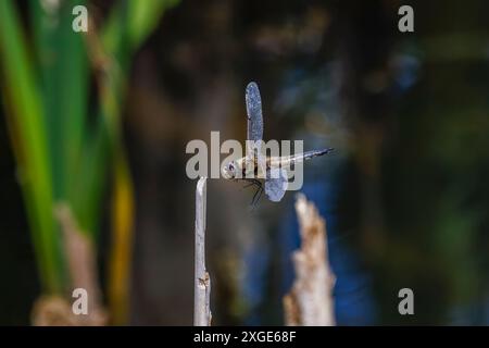 La libellula quadrimaculata (Libellula quadrimaculata) atterra in volo su una canna, Heather Farm Wetlands, Horsell Common, Surrey, Inghilterra sud-orientale Foto Stock