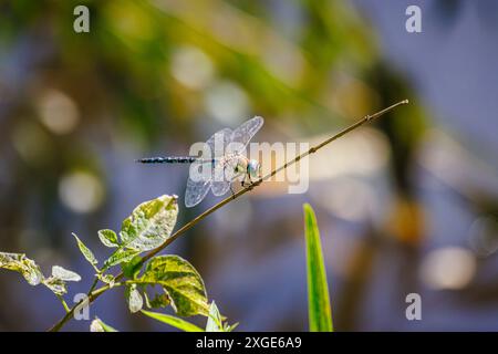 Vista laterale di una libellula maschio del migrante Hawker (Aeshna mixta) a riposo appollaiata su un ramo, Frensham Little Pond, Surrey, Regno Unito Foto Stock