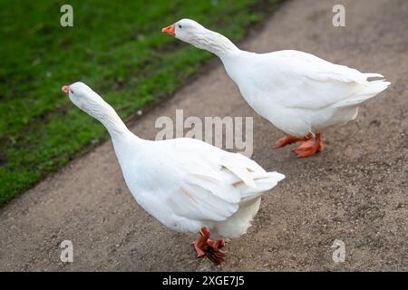 Due genitori di oche avvertono i cani e le persone di avvicinarsi ai loro bambole, collo che si allungano all'unisono. Foto Stock