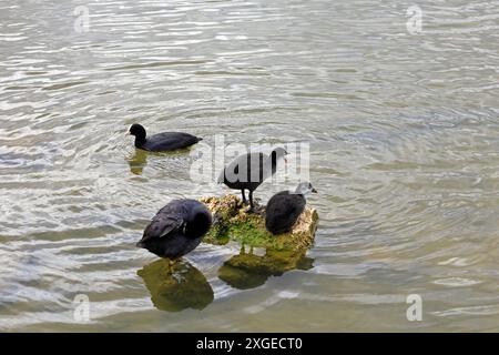 Una famiglia di coot - fulica atra - Cardiff, Galles del Sud. Data: Luglio 2024 Foto Stock