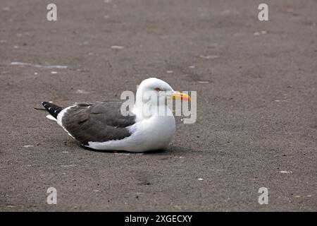 Gabbiano con dorso nero minore, Larus fuscus che poggia sulla superficie stradale, Penarth, Galles del Sud. Data: Luglio 2024 Foto Stock