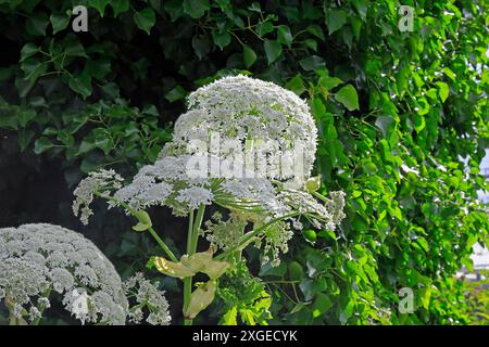 Giant Hogweed - heracleum mantegazzianum - cresce nell'area urbana, nel centro di Cardiff, nel Galles del Sud. Data: Luglio 2024 Foto Stock