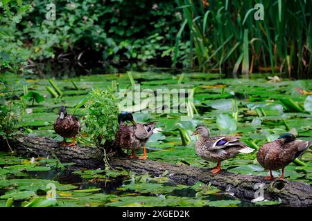 Le anatre Mallard sono in piedi su un tronco in un canale, nel Galles del Sud. Data: Luglio 2024 Foto Stock