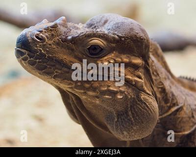 Un ritratto ravvicinato di un magnifico e distintivo Rhinoceros Iguana in una bellezza eccezionale. Foto Stock