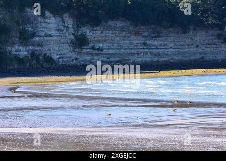 Distese di fango esposte durante la bassa marea in un angolo di spiaggia sabbiosa sotto scogliera rocciosa. Ubicazione: Browns Bay Auckland nuova Zelanda Foto Stock