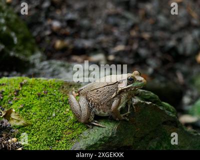 Green Frog (Lithobates clamitans) arroccato su roccia muschiata, Huntley Meadows Park, Alexandria, Virginia, Stati Uniti Foto Stock