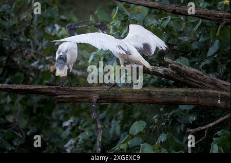 L'ultima sessione di alimentazione di un giovane Ibis bianco e di sua madre prima di sistemarsi a dormire per la serata. Foto Stock