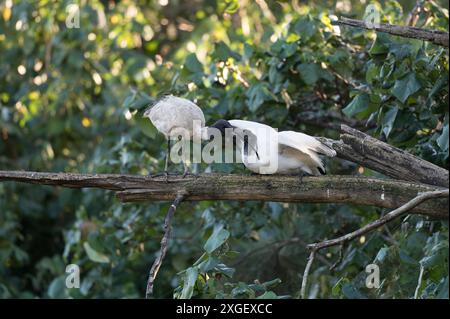 L'ultima sessione di alimentazione di un giovane Ibis bianco e di sua madre prima di sistemarsi a dormire per la serata. Foto Stock