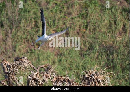 Un'aquila di mare adulta con panciute bianche è arroccata regalmente, in cima a una palma di pandano su una duna di sabbia su K'gari (isola di Fraser) nel Queensland. Foto Stock